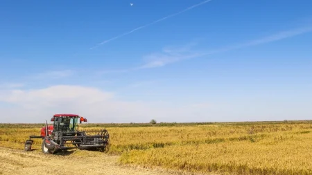 Қызылордалық диқандар 470 мың тоннаға жуық күріш жинады