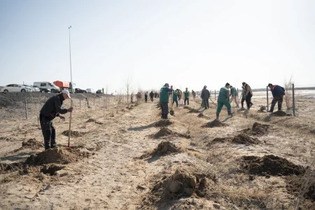 Қызылордада «Таза Қазақстан» акциясы аясында мыңдаған ағаш көшеті отырғызылды